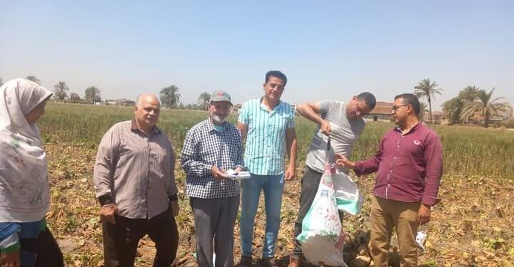 زراعة بني سويف تتابع زراعات القطن بالواسطى.. والمحاصيل السكرية ببا 1 زراعة بني سويف تتابع المحاصيل السكرية بمركز ببا
