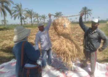 يوم حصاد بزراعة الإسكندرية