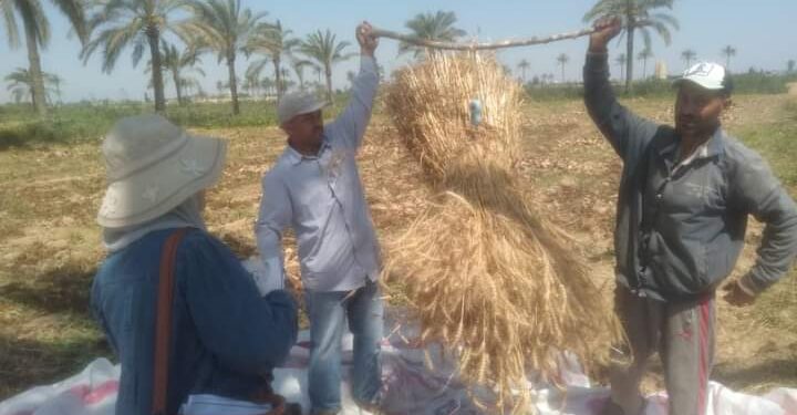 زراعة الإسكندرية تنفذ يوم حصاد للحقول الإرشادية لمحصول القمح 1 يوم حصاد بزراعة الإسكندرية