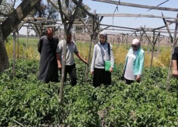 زراعة الإسكندرية تنظم فرق إرشادي ريفي لمحصولى الطماطم والبطاطس بقرية أبيس