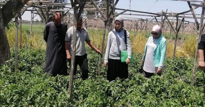 زراعة الإسكندرية تنظم فرق إرشادي ريفي لمحصولى الطماطم والبطاطس بقرية أبيس 1 زراعة الإسكندرية تنظم فرق إرشادي ريفي لمحصولى الطماطم والبطاطس بقرية أبيس