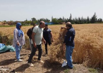 حقل إرشادى بزراعة الدقهلية