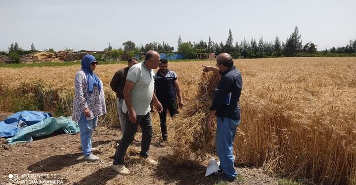 زراعة الدقهلية تنفذ التقدير المحصولى فى حقل قمح إرشادى بطلخا 1 حقل إرشادى بزراعة الدقهلية