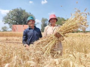 حصاد القمح بزراعة المنوفية 