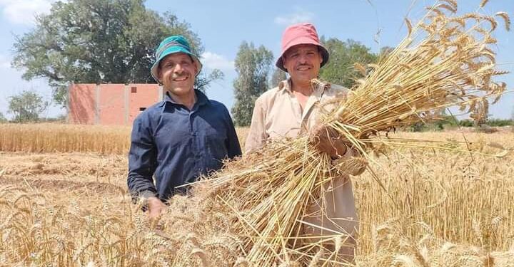 زراعة المنوفية حصاد 16 ألف فدان…وتوريد 5767 طن قمح 1 حصاد القمح بزراعة المنوفية