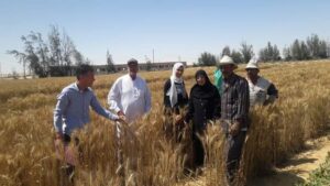حصاد القمح بزراعة شمال سيناء 