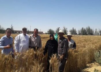 زراعة شمال سيناء تقوم بالمرور الميدانى على الحقول الإرشادية ببئر العبد