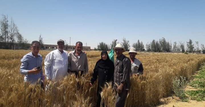 زراعة شمال سيناء تقوم بالمرور الميدانى على الحقول الإرشادية ببئر العبد 1 زراعة شمال سيناء تقوم بالمرور الميدانى على الحقول الإرشادية ببئر العبد