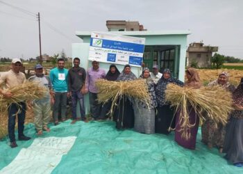 يوم حصاد بزراعة كفر الشيخ