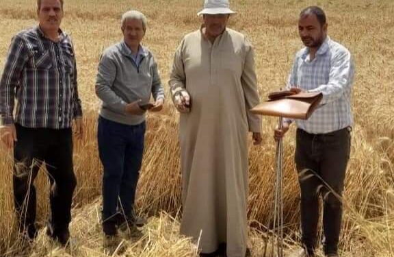 يوم حصاد لمحصول القمح بزراعة بورسعيد 1 زراعة بورسعيد