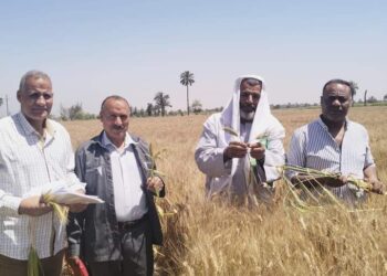 حقول تقاوى المحاصيل الاستراتيجية