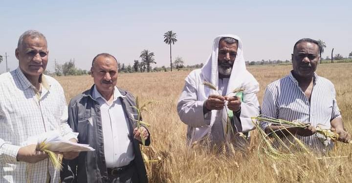 الزراعة: المركزية لفحص واعتماد التقاوى تتابع العمل في حقول إنتاج تقاوي المحاصيل الاستراتيجية 1 حقول تقاوى المحاصيل الاستراتيجية