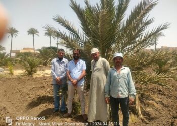 المركزى للنخيل ينظم ندوة إرشادية عن أصناف النخيل البرحى