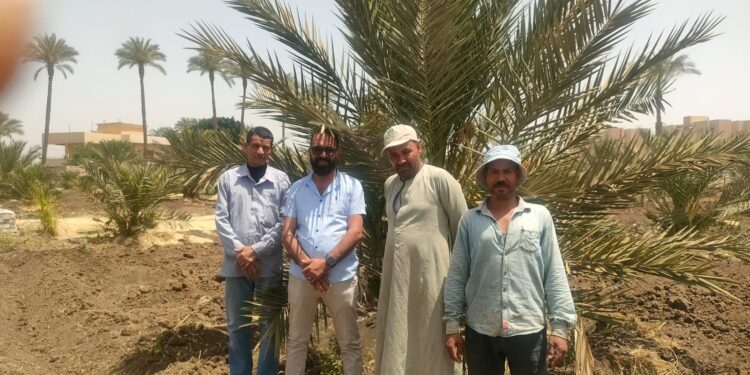 المركزى للنخيل ينظم ندوة إرشادية عن أصناف النخيل البرحى 1 المركزى للنخيل ينظم ندوة إرشادية عن أصناف النخيل البرحى