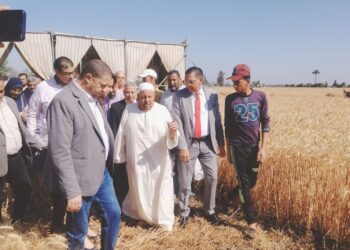 حصاد القمح بمركز البحيرة البحيرة