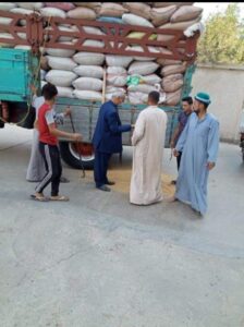 زراعة المنوفية : توريد 33804 طن قمح للصوامع 12 توريد القمح بزراعة المنوفية
