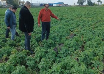 فحص زراعات البطاطس بناحية ميت الخولي