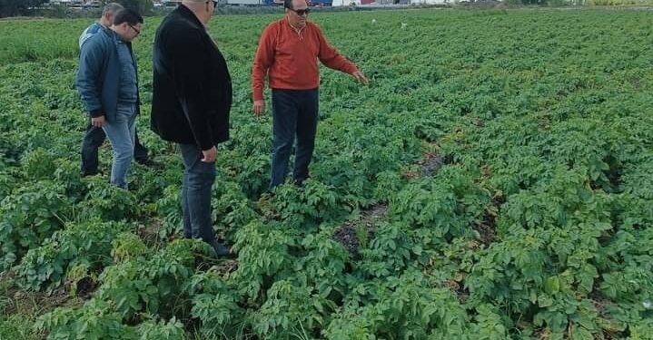 وكيل زراعة دمياط يتابع زراعات البطاطس بميت الخولي 1 فحص زراعات البطاطس بناحية ميت الخولي