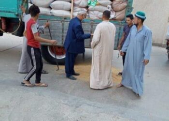 توريد القمح بزراعة المنوفية