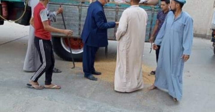 زراعة المنوفية : توريد 33804 طن قمح للصوامع 1 توريد القمح بزراعة المنوفية