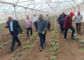 تقاوي الخضر