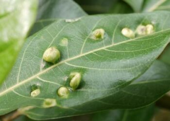 أمراض النباتات