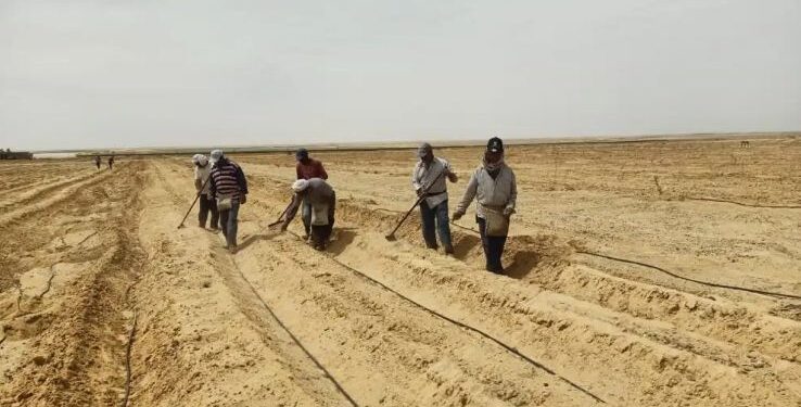 تجهيز الأرض الرملية الخفيفة للزراعة.. قواعد واشتراطات  1 الأرض الرملية الخفيفة