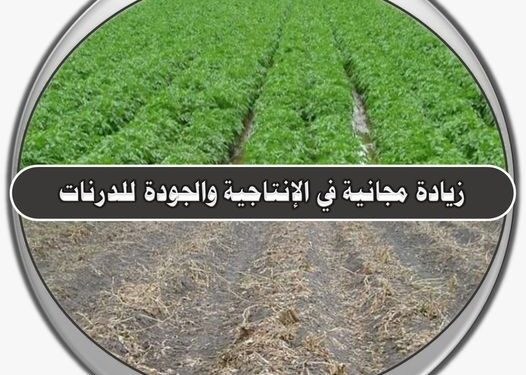 د. محمد فهيم: تصفية عرش البطاطس قبل التقليع زيادة مجانية في الإنتاجية والجودة والتحجيم 1 البطاطس