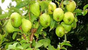 محصول الجوافة 