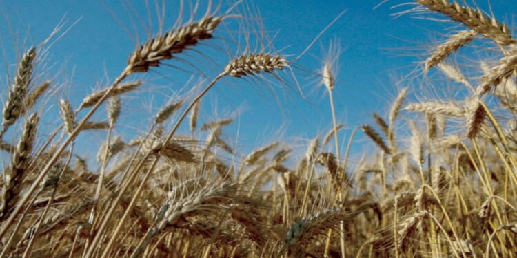 القواعد والاشتراطات العامة لحصاد محصول القمح