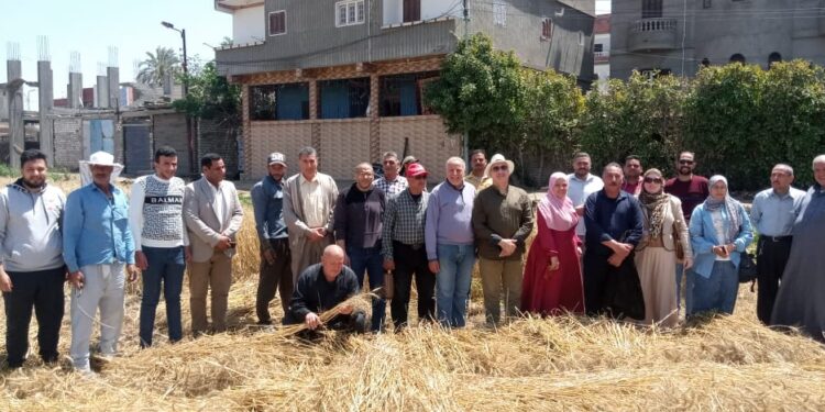 الفريق البحثي الإرشادي بكفر الشيخ يقدم حزمة توصيات لمحصولي القطن والأرز 1 الفريق البحثي الإرشادي