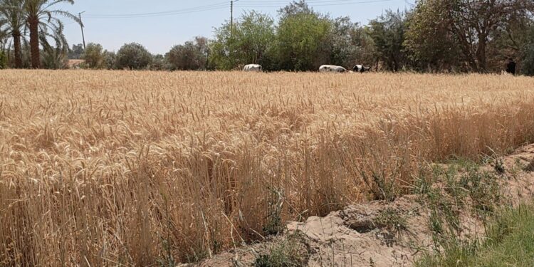 بدء حصاد القمح بـ"باريس" بالوادي الجديد على مساحة ٦١٥٠ فدان 1 محصول القمح