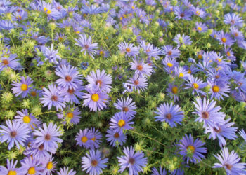 النباتات الطبية والعطرية