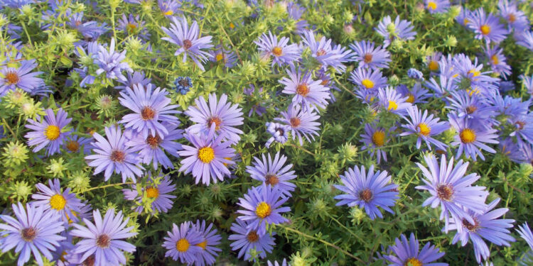 13 توصية فنية لمزارعي النباتات الطبية والعطرية للتعامل مع الموجة الحارة 1 النباتات الطبية والعطرية