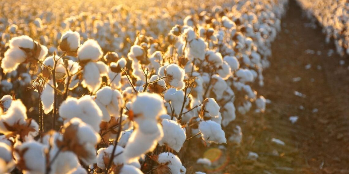 زراعات القطن المتأخرة.. مخاطر "التعطيش" وتوقيت "الخف" واشتراطات علاج التحورات بـ"اليوريا" 1 محصول القطن