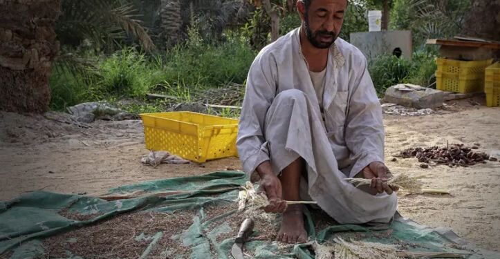 تحديات زراعة النخيل وقواعد وتوقيت معاملات التقليم وتأثيرها على معدلات النمو والإنتاج 1 النخيل