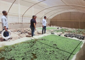 زراعة جنوب سيناء