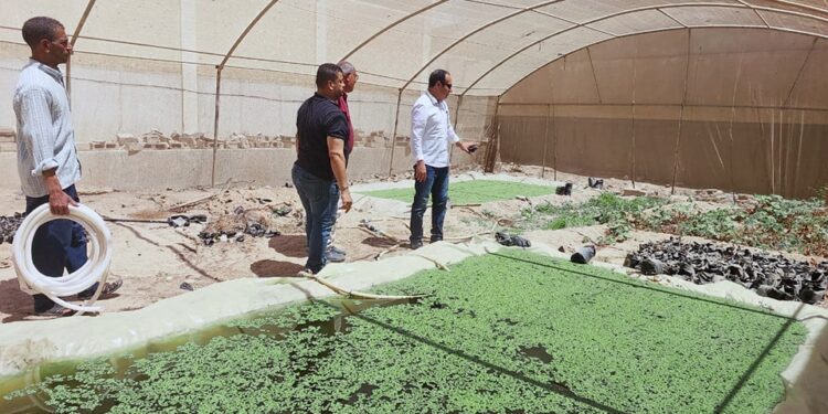 إنشاء أول وحدة لإنتاج الازولا بقطاع زراعة جنوب سيناء 1 زراعة جنوب سيناء