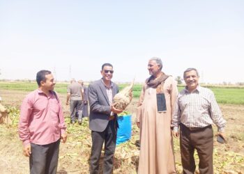 حصاد البنجر بزراعة أسيوط