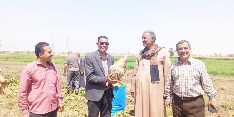 بشاير الخير .. وكيل زراعة أسيوط يتابع حصاد البنجر والقمح 1 حصاد البنجر بزراعة أسيوط