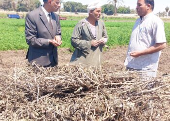 حصاد الفول بزراعة أسيوط بمركز الفتح