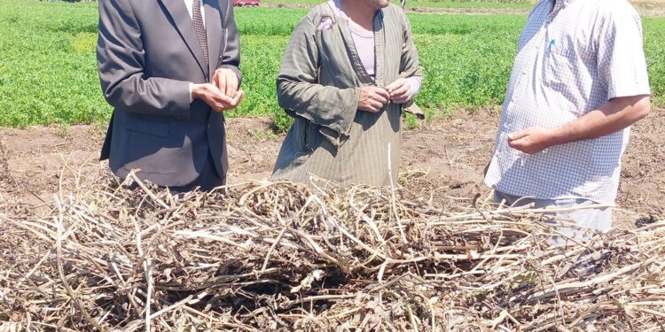 زراعة بني سويف تنظم يوم تدريبي عن حصاد البنجر 1 حصاد الفول بزراعة أسيوط بمركز الفتح