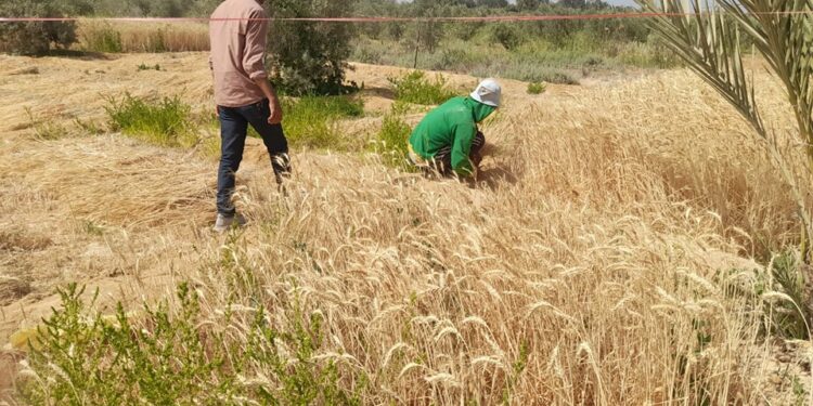 «معاك في الغيط»: 10 نصائح هامة لمزارعي القمح أثناء الحصاد 1 حصاد القمح