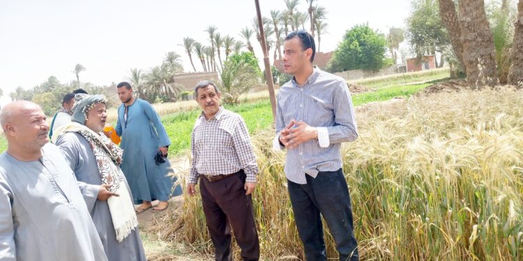 زراعة أسيوط تشارك فى حصاد محصول القمح بزراعات مركز الفتح 1 حصاد القمح بمركز الفتح بزراعة أسيوط