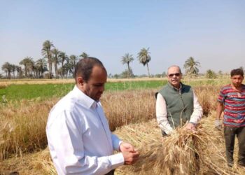 حصاد القمح بزراعة الفيوم