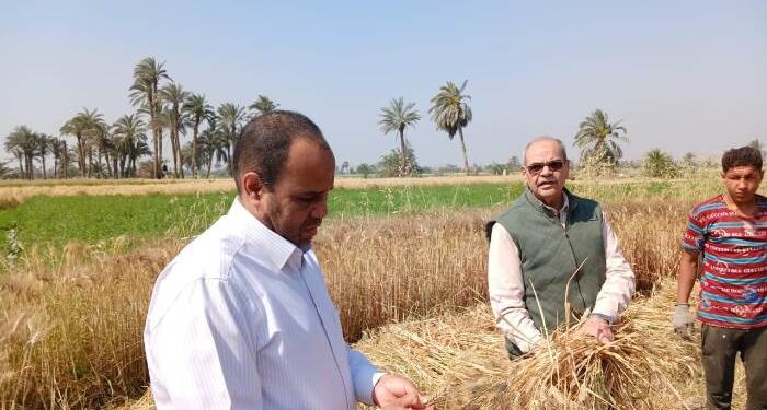 زراعة الفيوم : حصاد 30 ألف فدان وتوريد 1300 طن قمح للصوامع 1 حصاد القمح بزراعة الفيوم