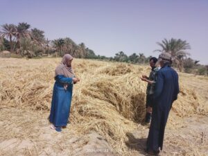 حصاد القمح بزراعة جنوب سيناء