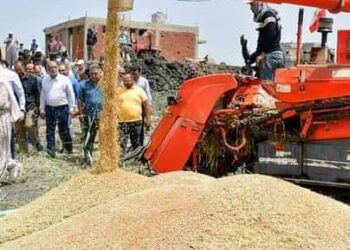 حصاد القمح بسهل الحسنية بزراعة بورسعيد