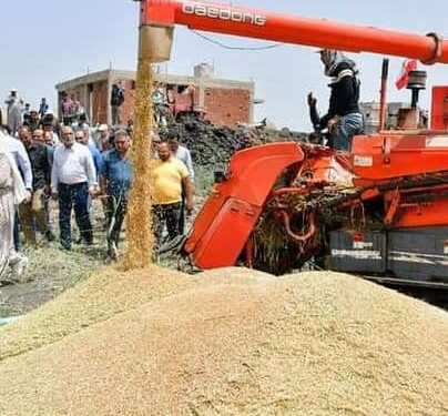 زراعة بورسعيد: بدء حصاد القمح بـ«سهل الحسينية» 1 حصاد القمح بسهل الحسنية بزراعة بورسعيد