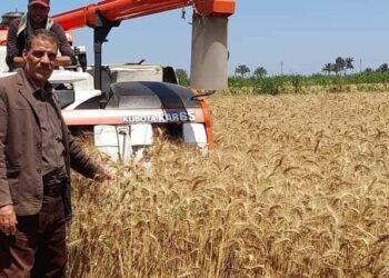 حصاد القمح بمديرية زراعة بورسعيد